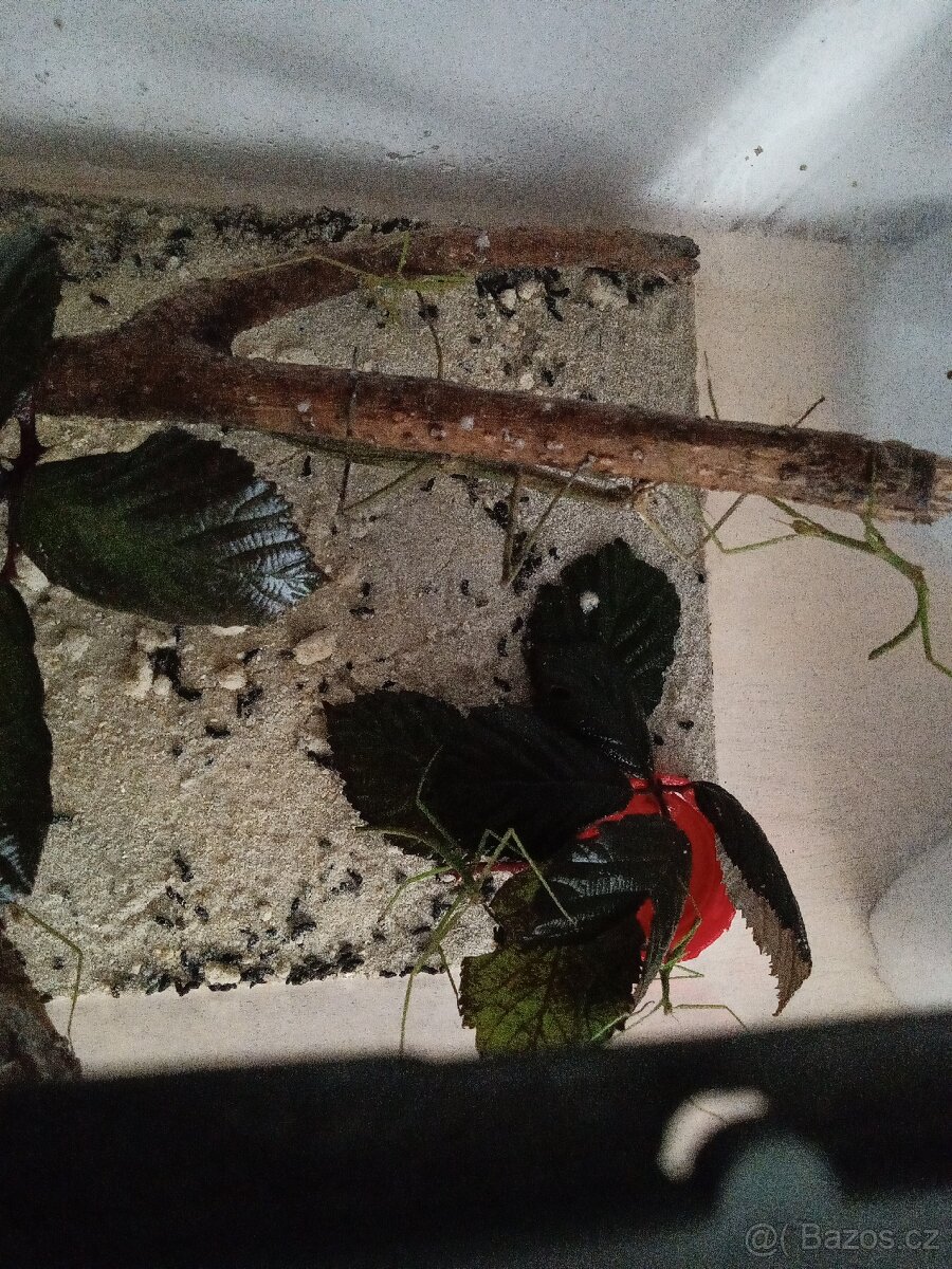 Strašilky - Pakobylky - 2