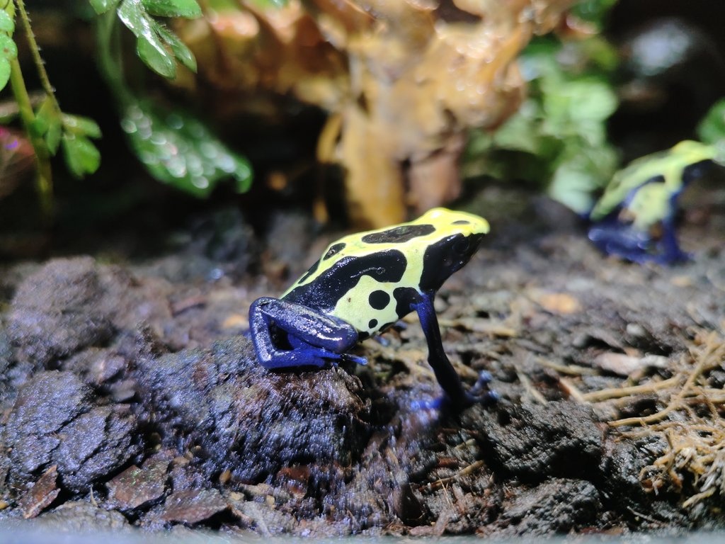 Dendrobates tinctorius 'Nominat' - 2