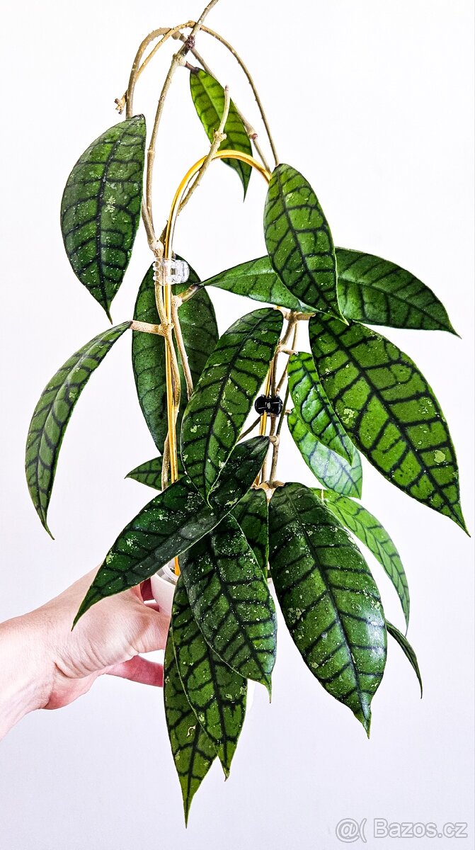 Hoya Callistophylla Black Cat - 2