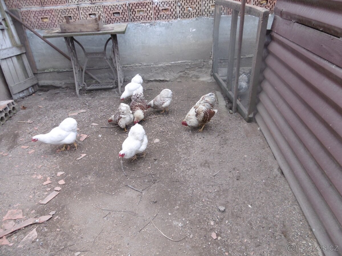 Prodám násadová vejce zdrobnělých vyandotek - 2