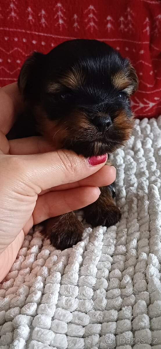 Jorkšírský Yorkšírský teriér - 2