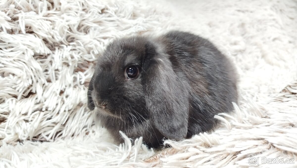 Zakrslý beránek, králíček, králík - BRUNO - 2