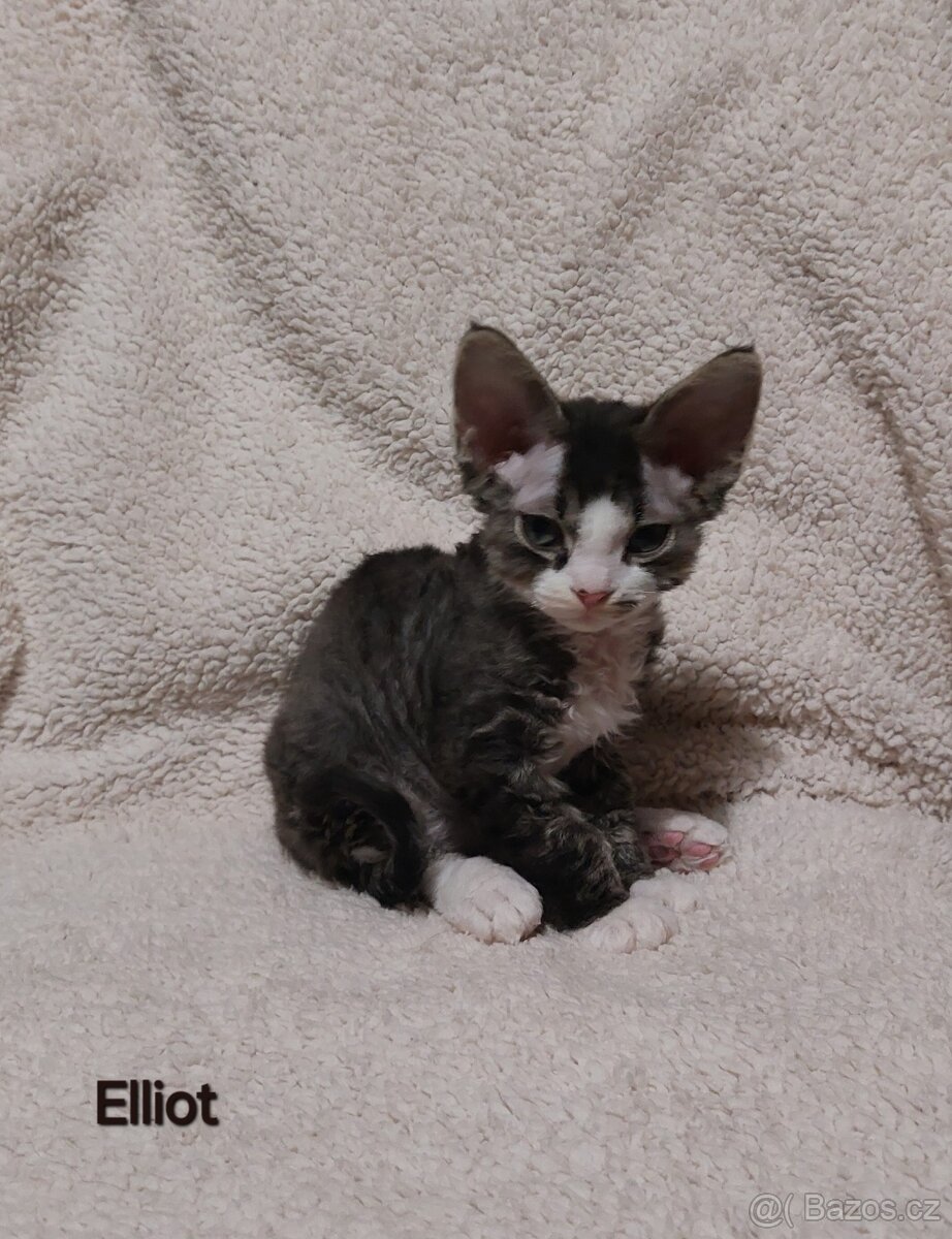 Devon rex koťátka s PP - 2