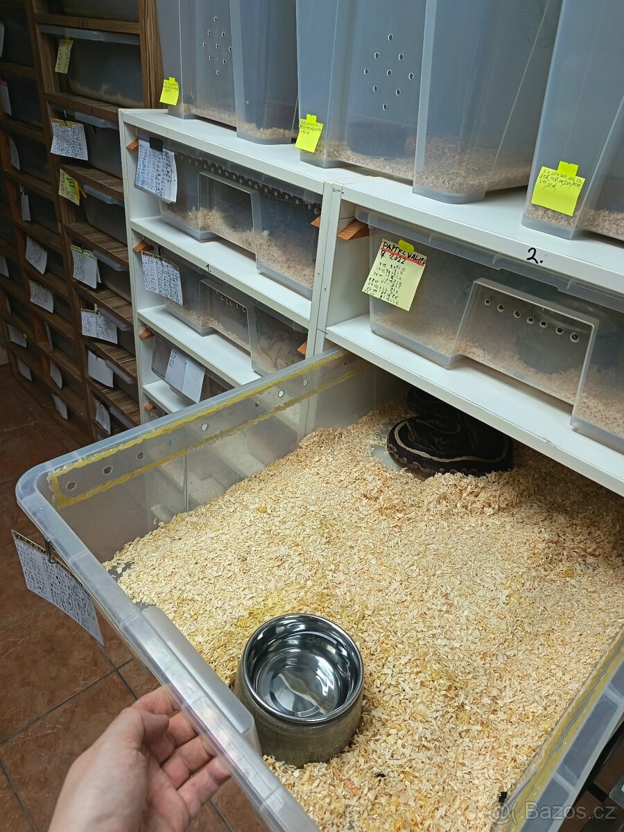 Rack - Chovatelský systém na chov hadů, ještěrek - 2