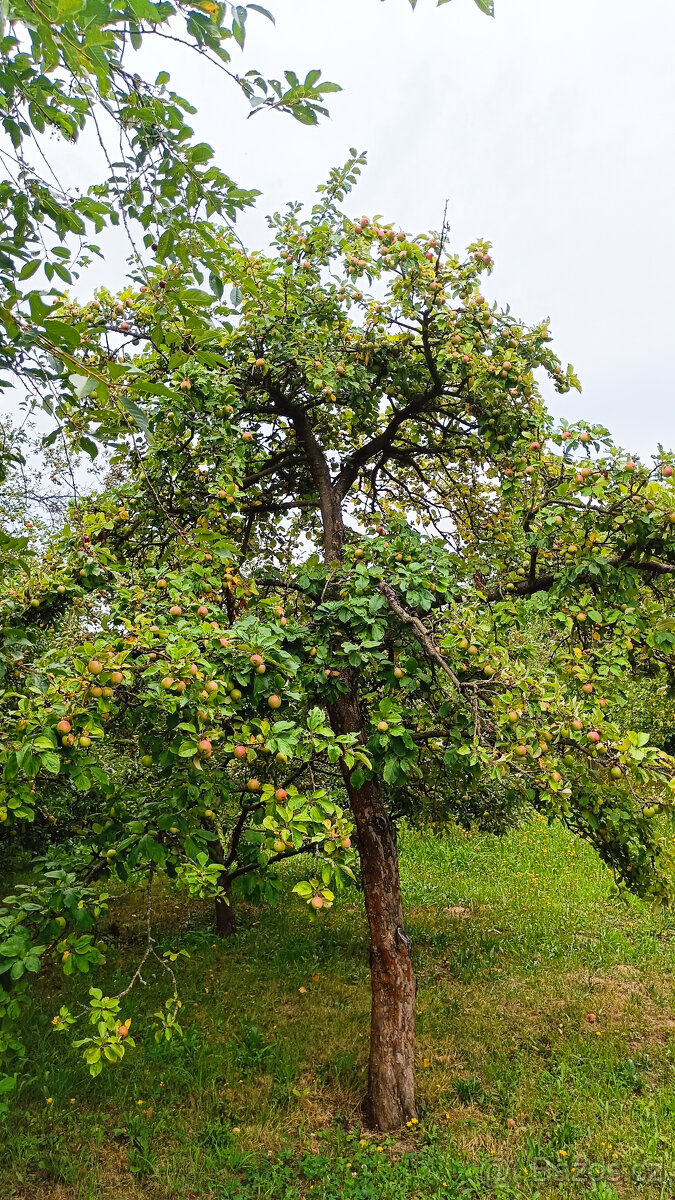 Dlouhodobý pronájem zahrady - 2