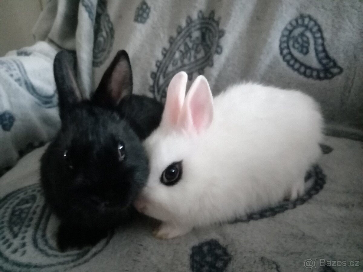 Nádherní zakrslí králíčci - mláďata - 2