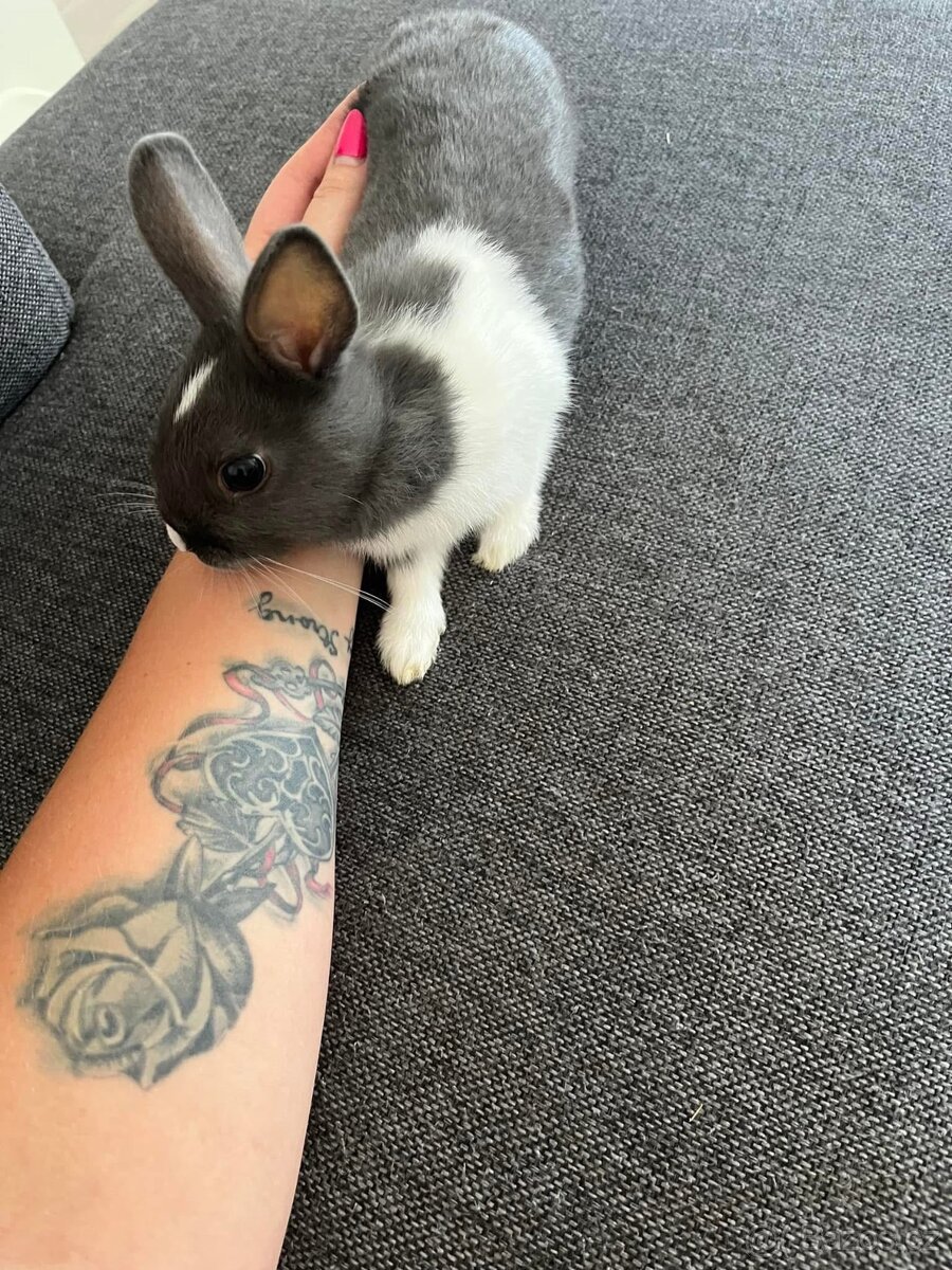 Zakrslý králíček - 2