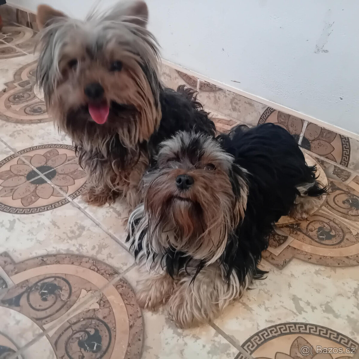 Jorkšírský teriér - 2