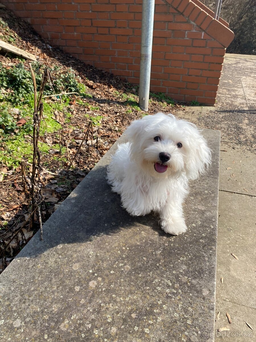 Krásný maltézský psík - 2