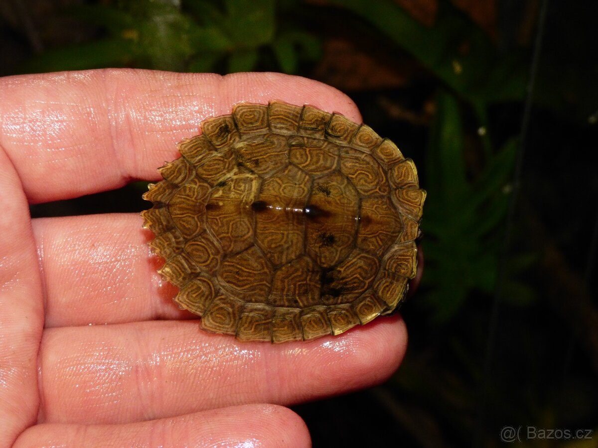 Želva mapová (Graptemys sp.) - 2