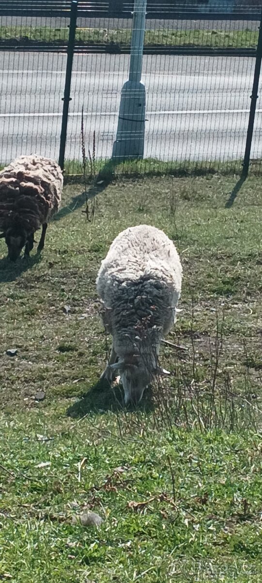 PRODEJ – roční beránek - 2