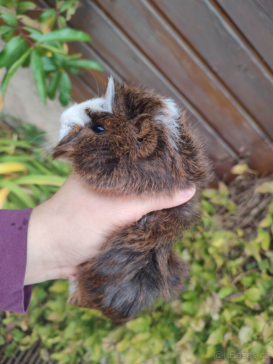 Morčátka , morče, morčata - 2