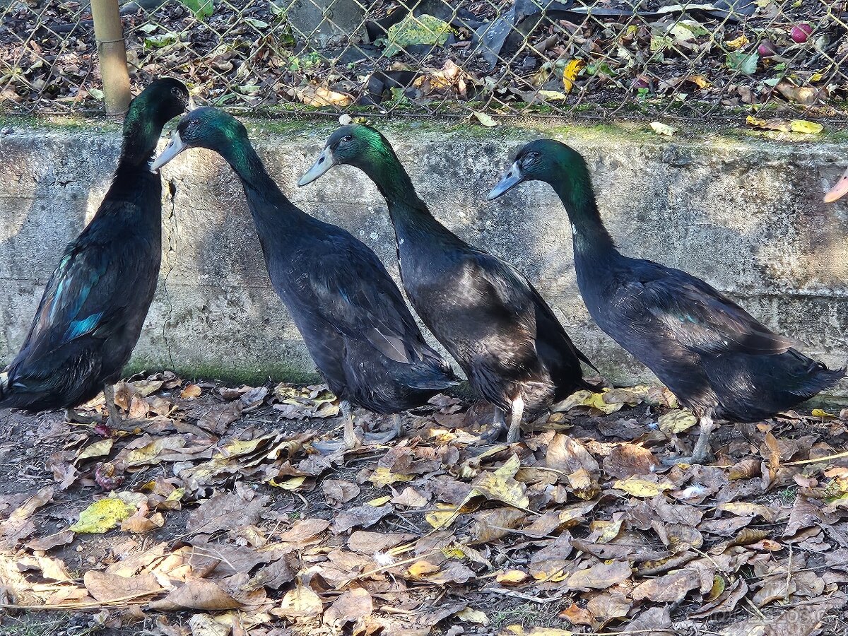 Indický běžec - 2