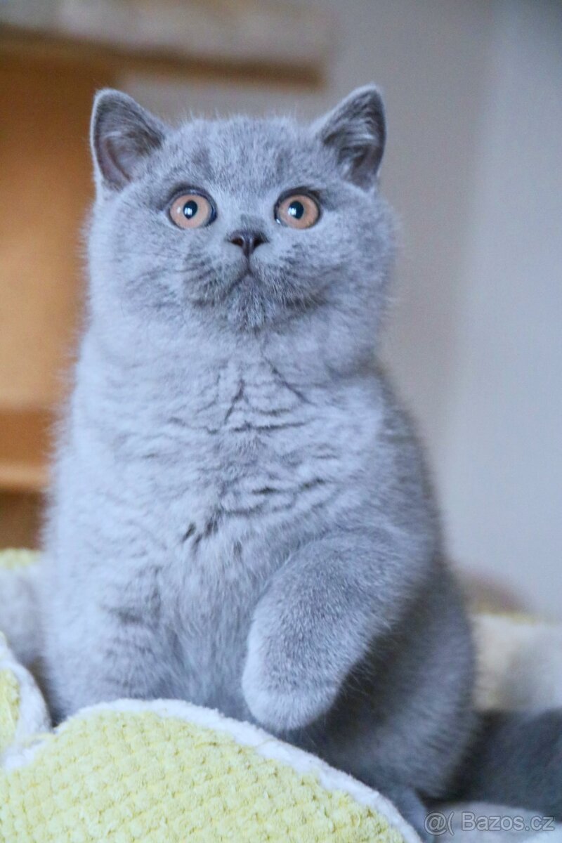 Britská modrá koťata s PP - 2
