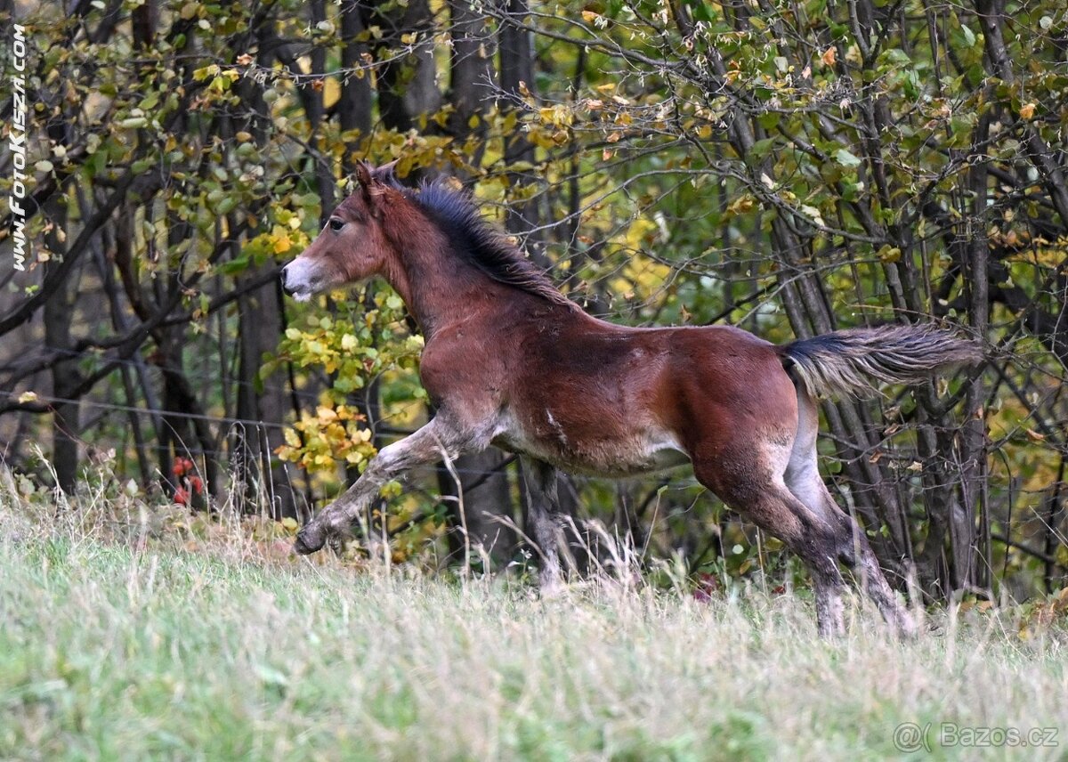Welsh Cob - 2