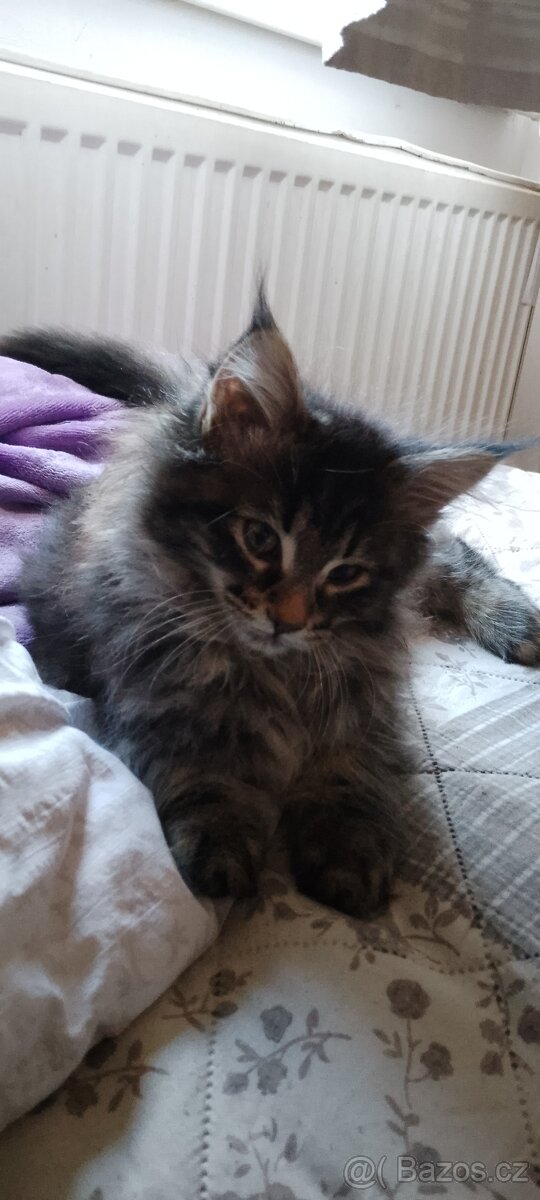 Mainská mývalí kočička - 2