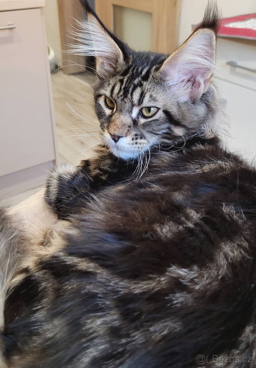 Mainský mývalí kocourek s PP - 2