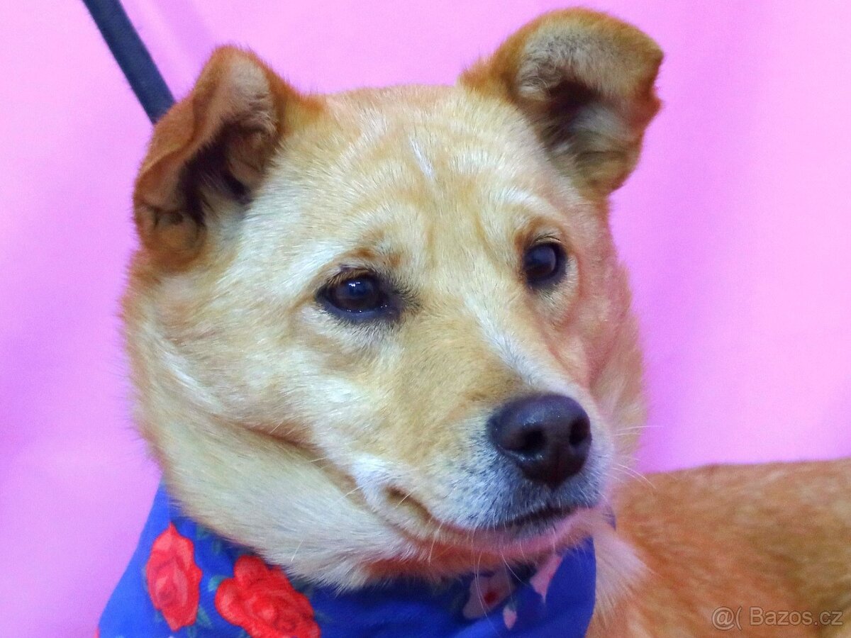 Odysea hledá domov - 2