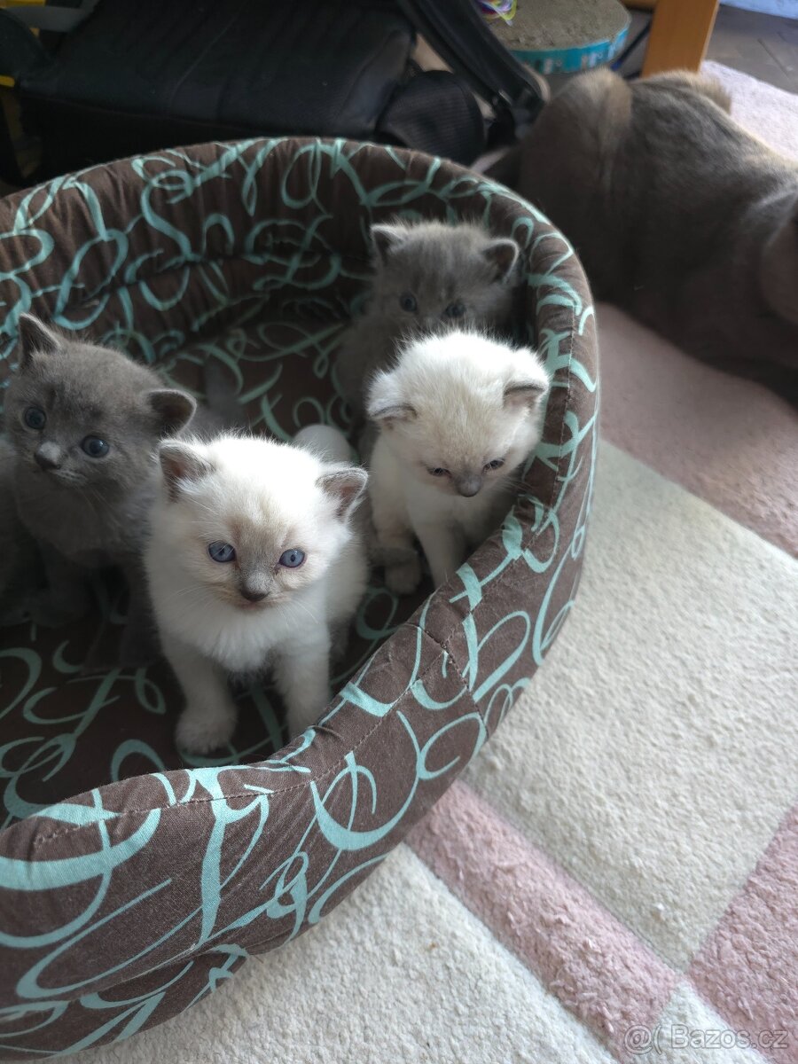 Britska koťata - 2
