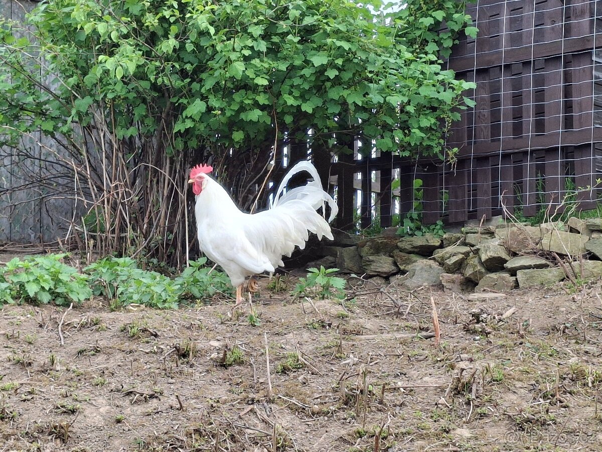 Násadová vajíčka - leghorn - 2