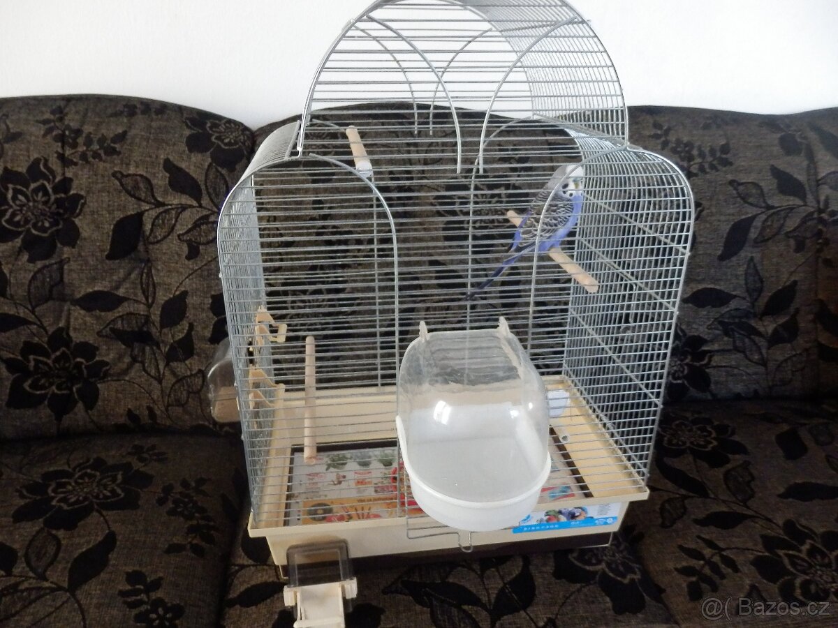 Sameček andulky s klecí. - 2