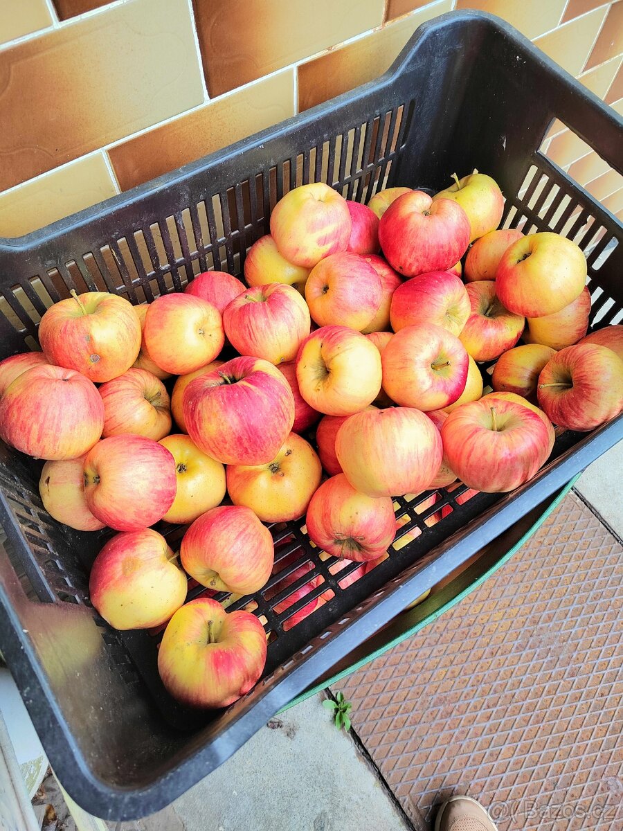 Prodám nestříkaná bio jablka - různé druhy a velikosti - 2