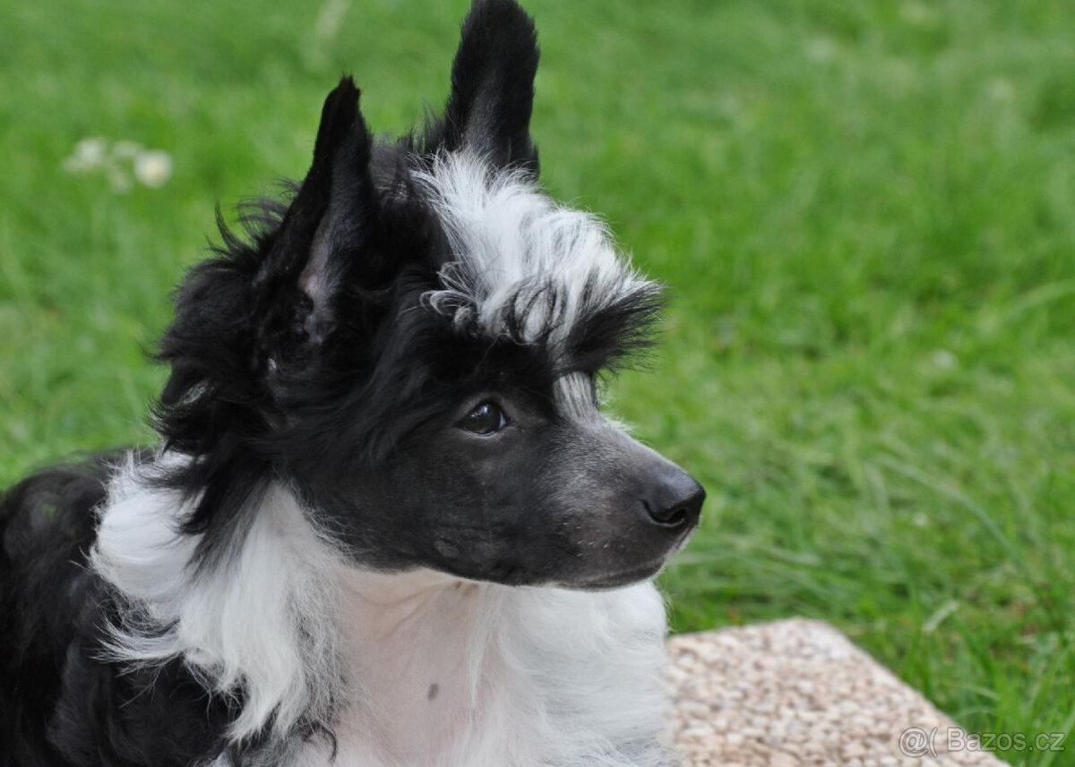 Čínský chocholatý pes osrstěný (labutěnka) pejsek s PP - 2