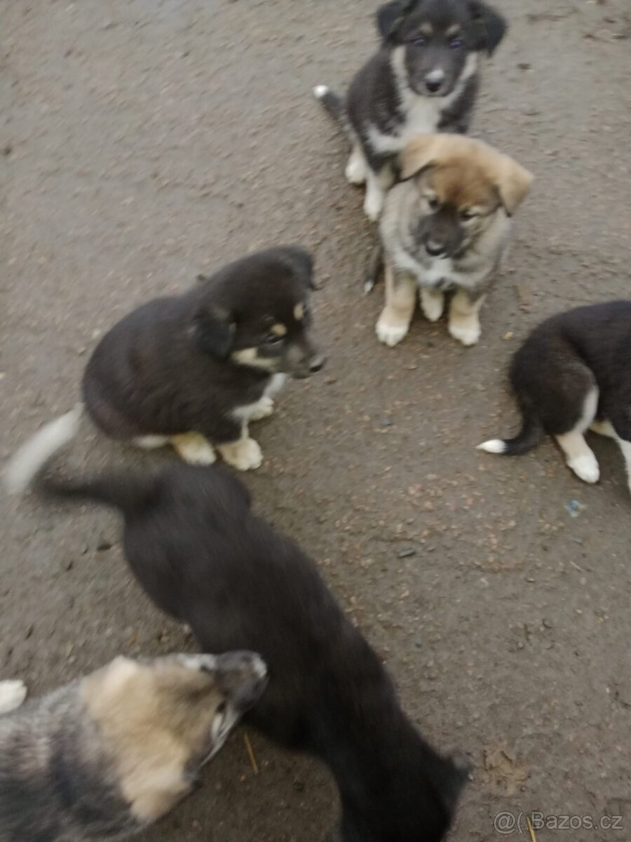 Prodám štěňata - 2