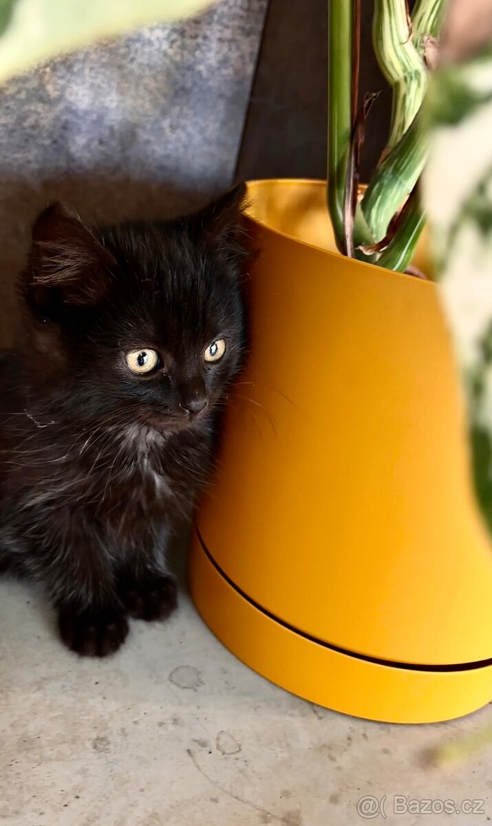 Daruji Kočičku - 2