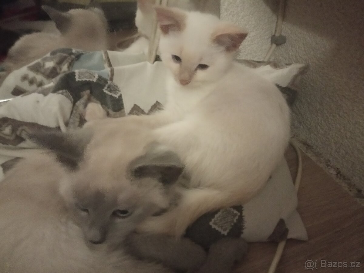 Siamská+ Ragdoll - 2