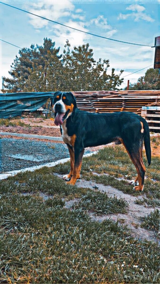 Velký švýcarský salašnický pes - s PP - 2