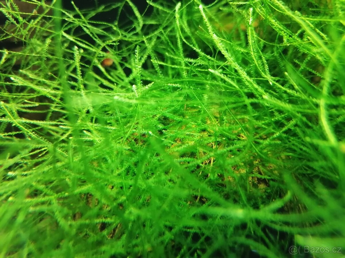 Mech do akvária - 2