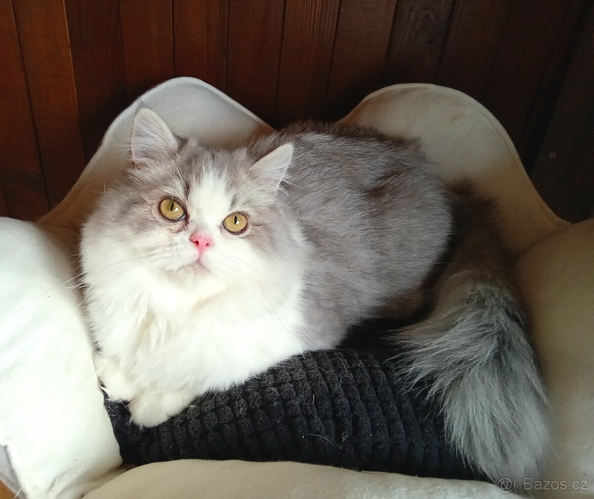 Britský kocourek - Dlouhosrstý - 2