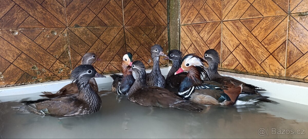 Prodám letošní Kachničky Mandarinké - 2