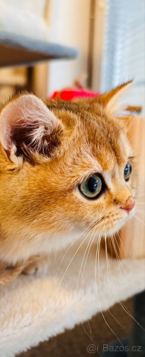 Luxusní britská golden koťátka, s PP pro chov k odbery hned - 2