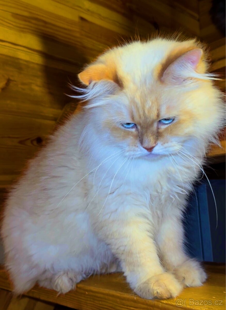 Nevska maškaráda kocourek s PP - 2