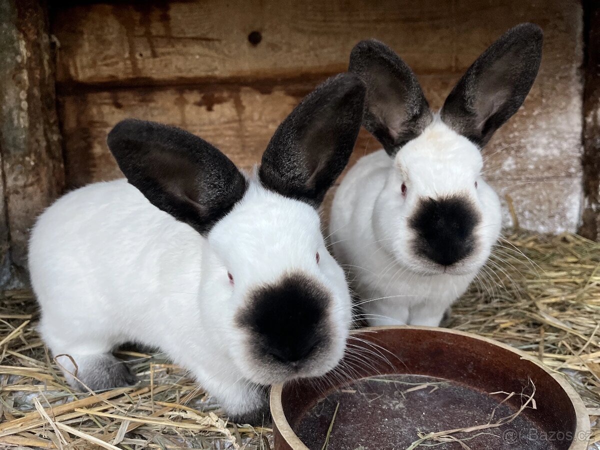 Kalifornský králík - 2