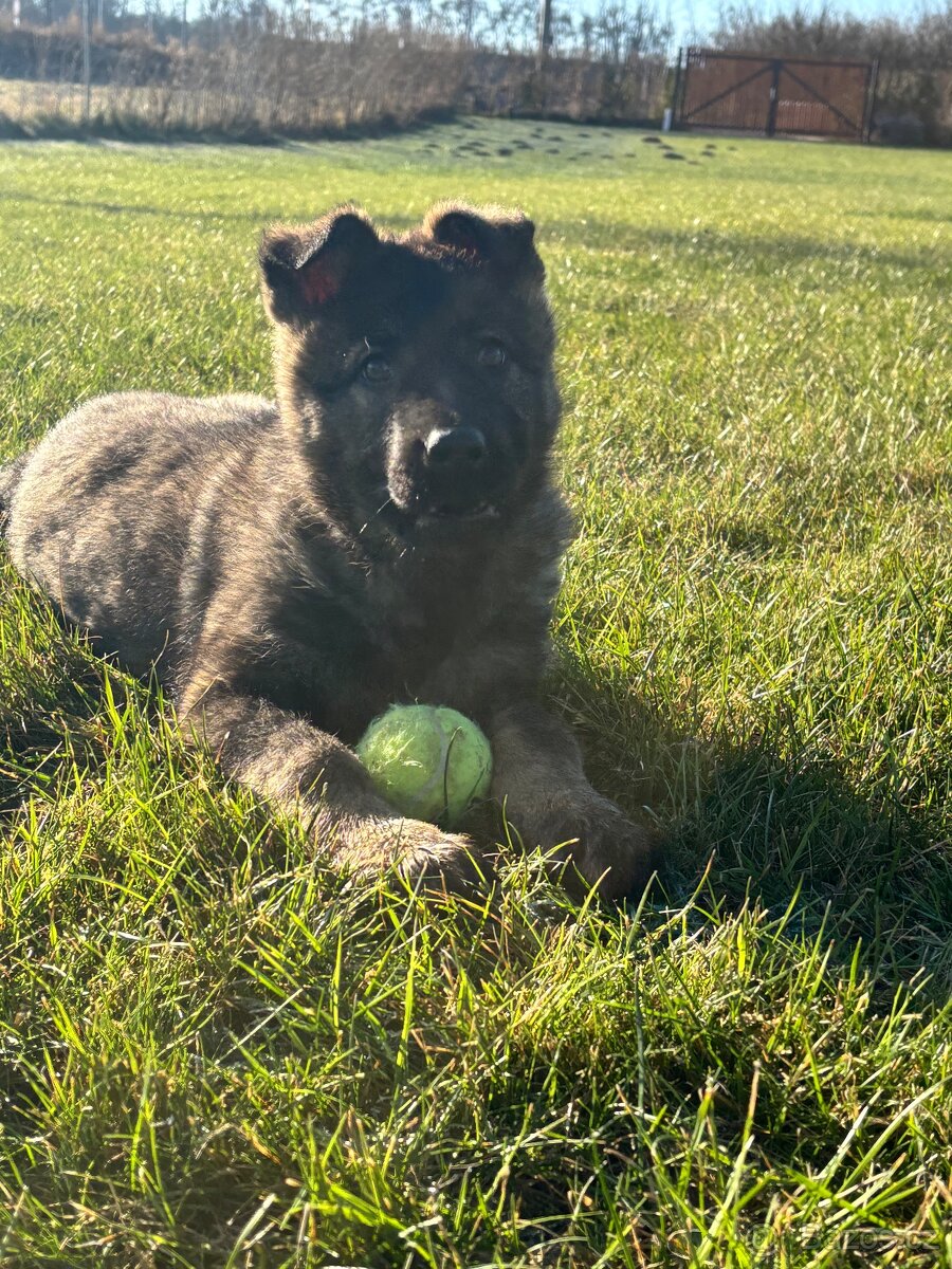 Nemecký ovčák - 2