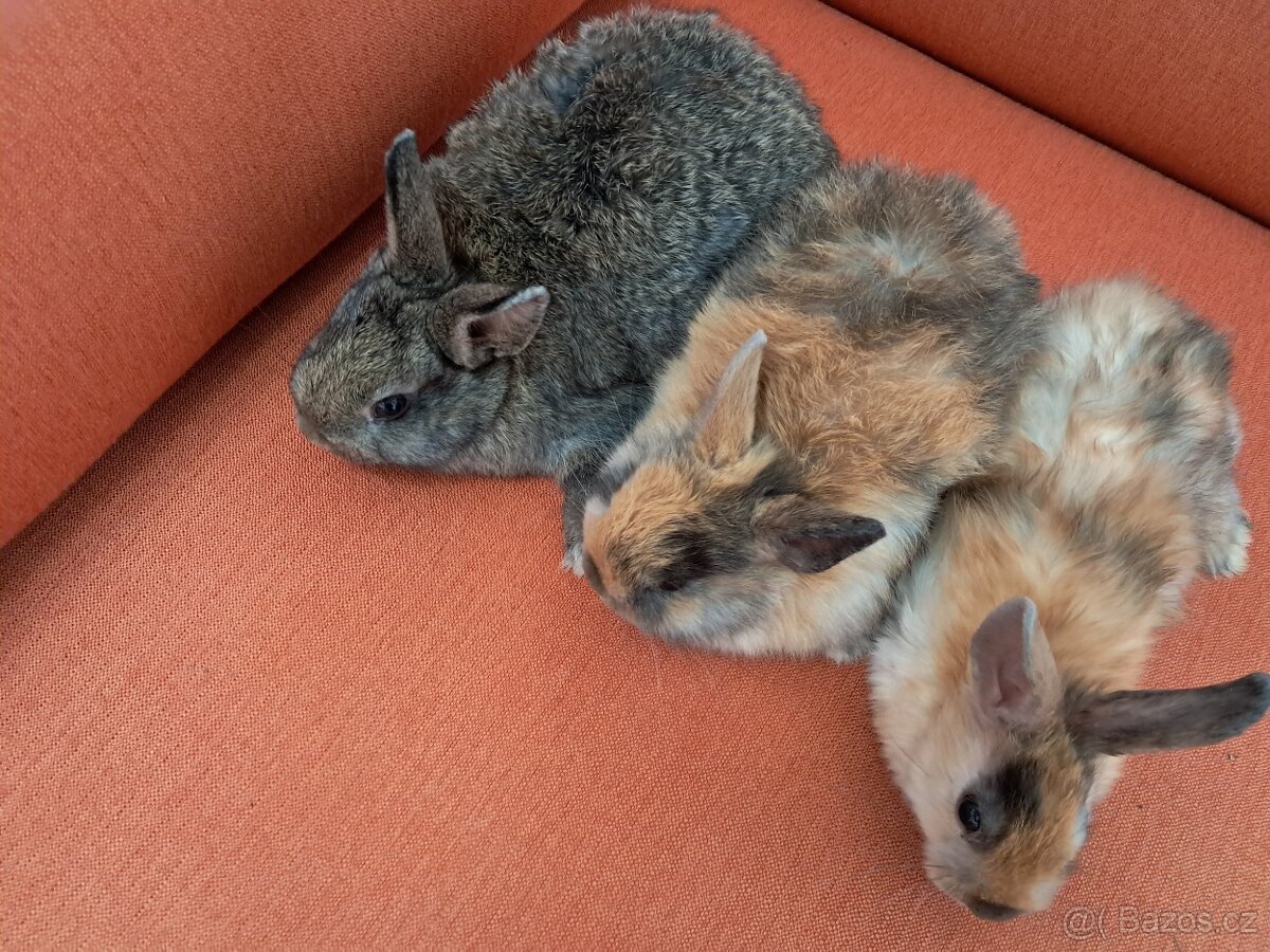 Prodám králíčky, 2 vrhy - 2