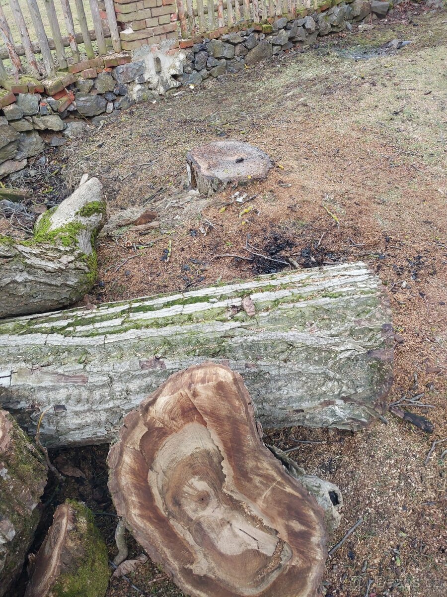 Ořechové dřevo, ořešák kmen - 2