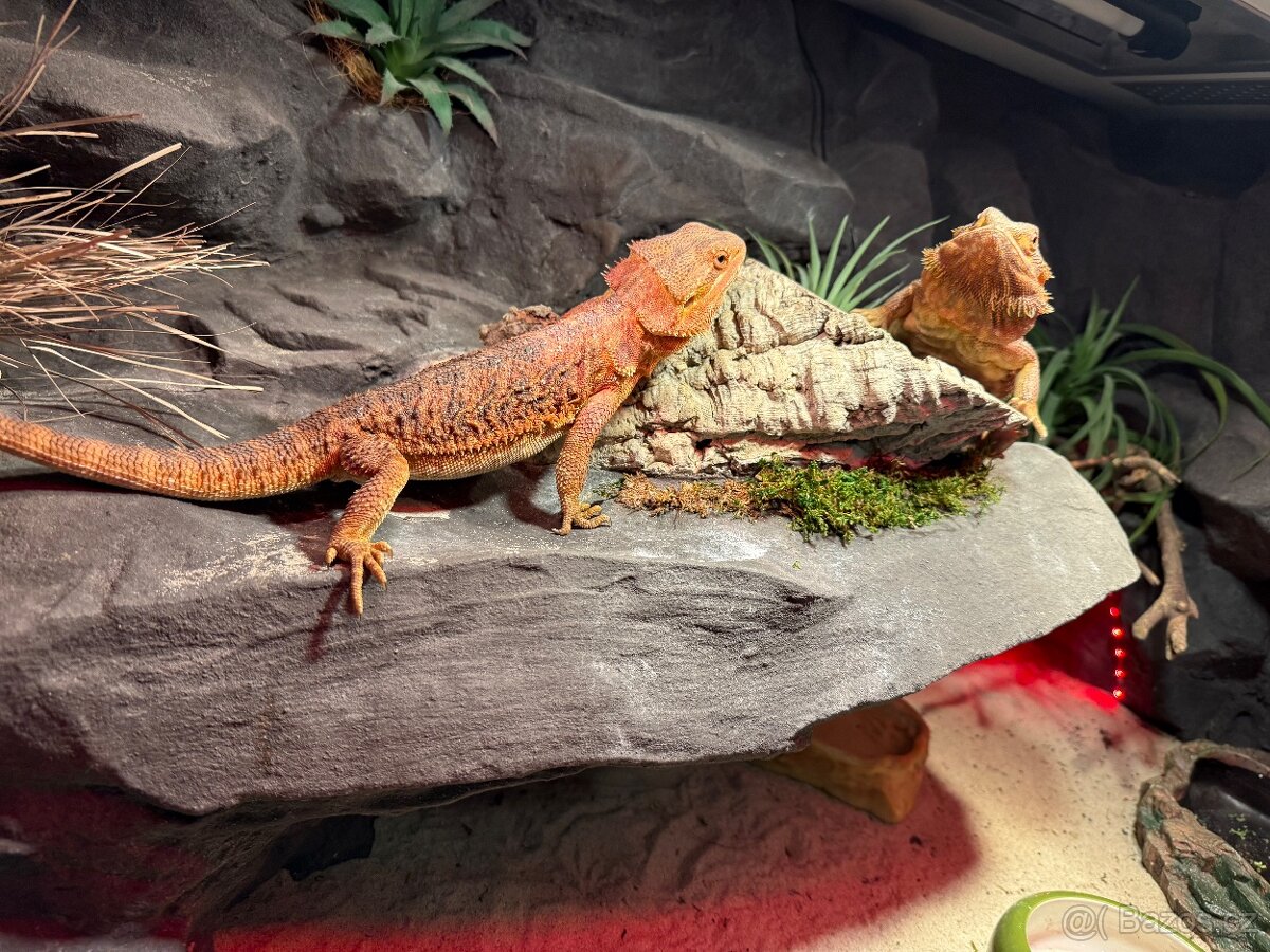 Agama vousatá dvě samičky k prodeji - 2