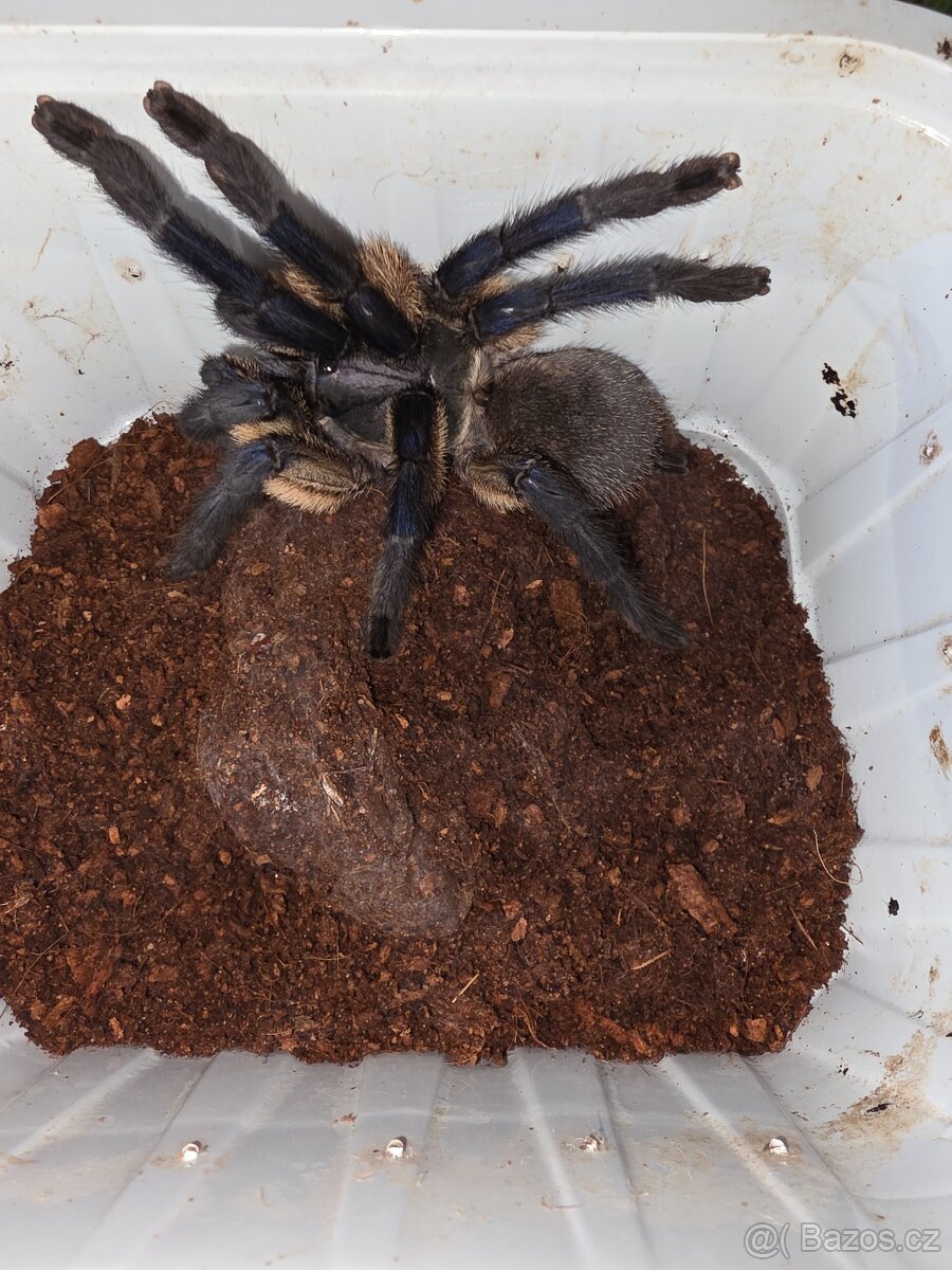 Monocentropus balfouri samice - 2