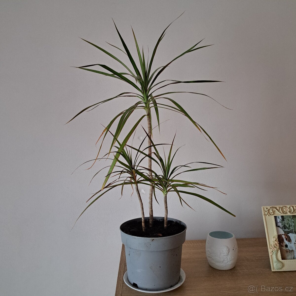 Dracena - 2