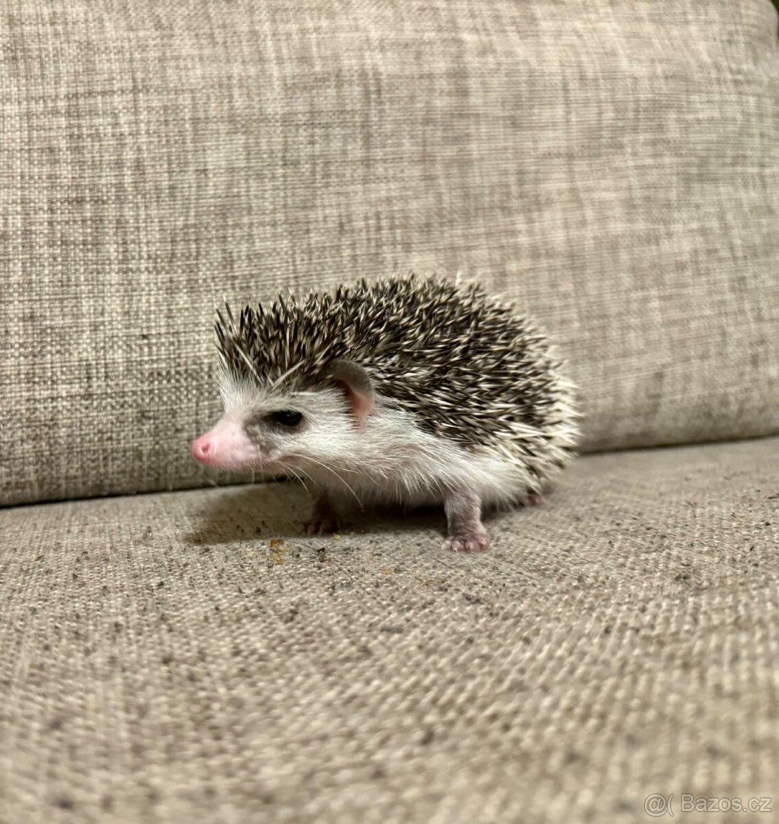 Ježek bělobřichý - 2