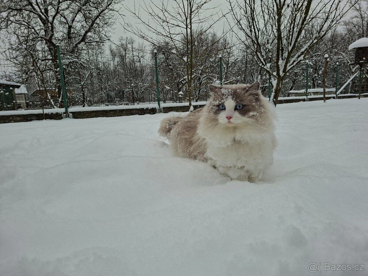 Ragdoll na kryti - 2