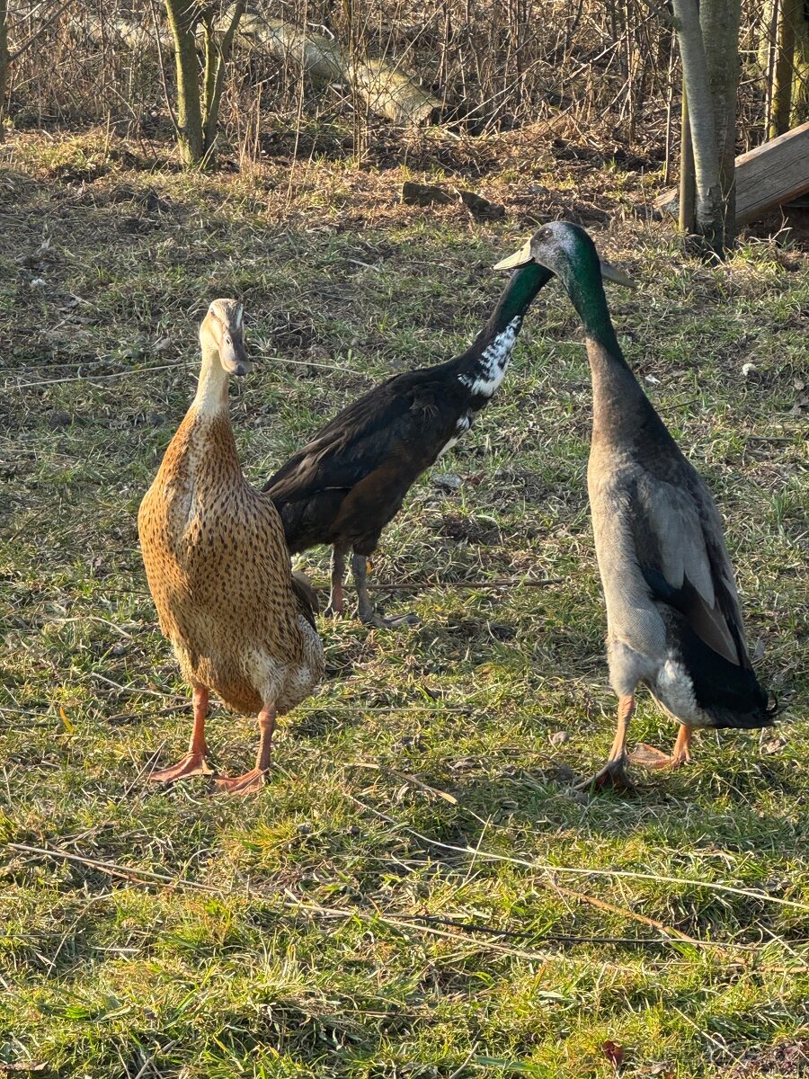 Indický běžec - 2