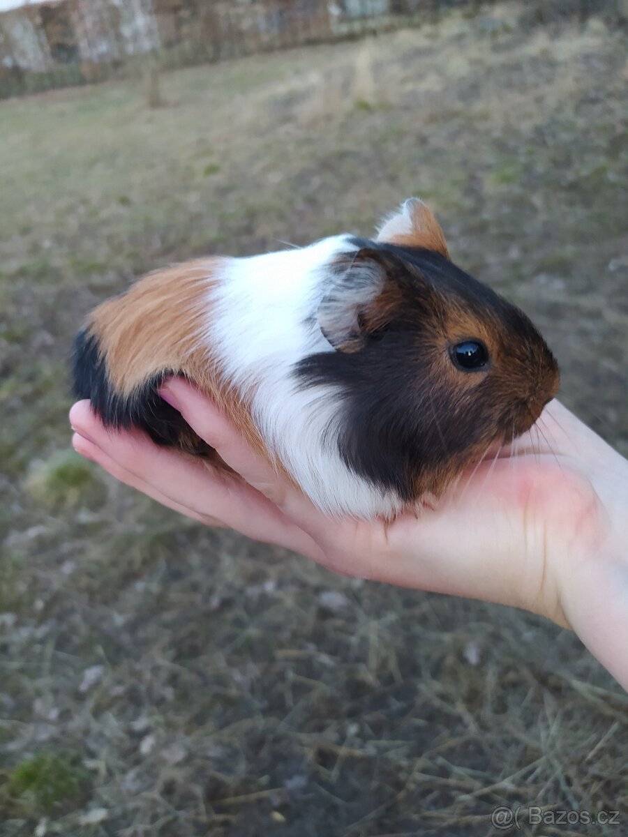 Morčata, morče - 2