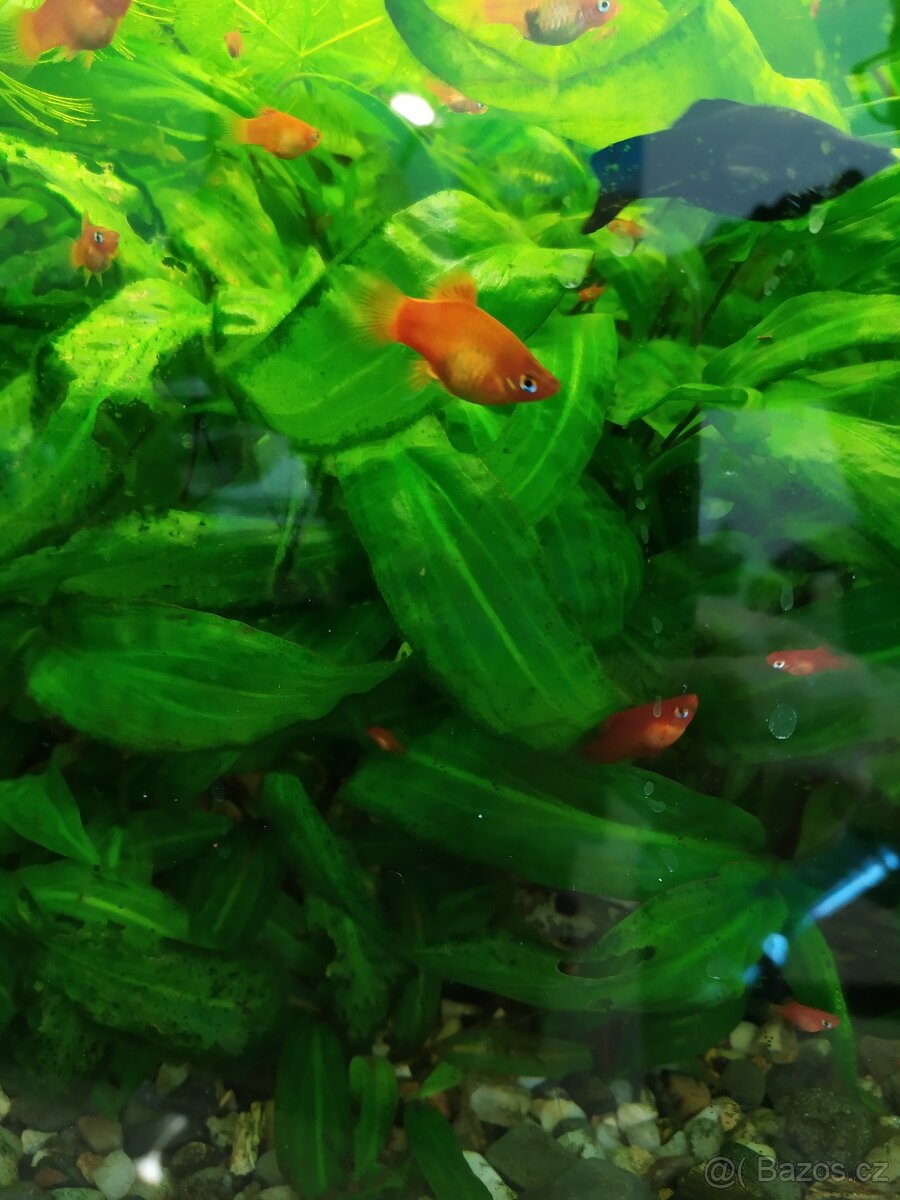 Akvarijní rostliny - 2