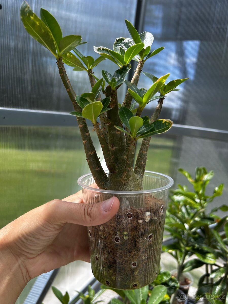 Adenium arabicum - 2