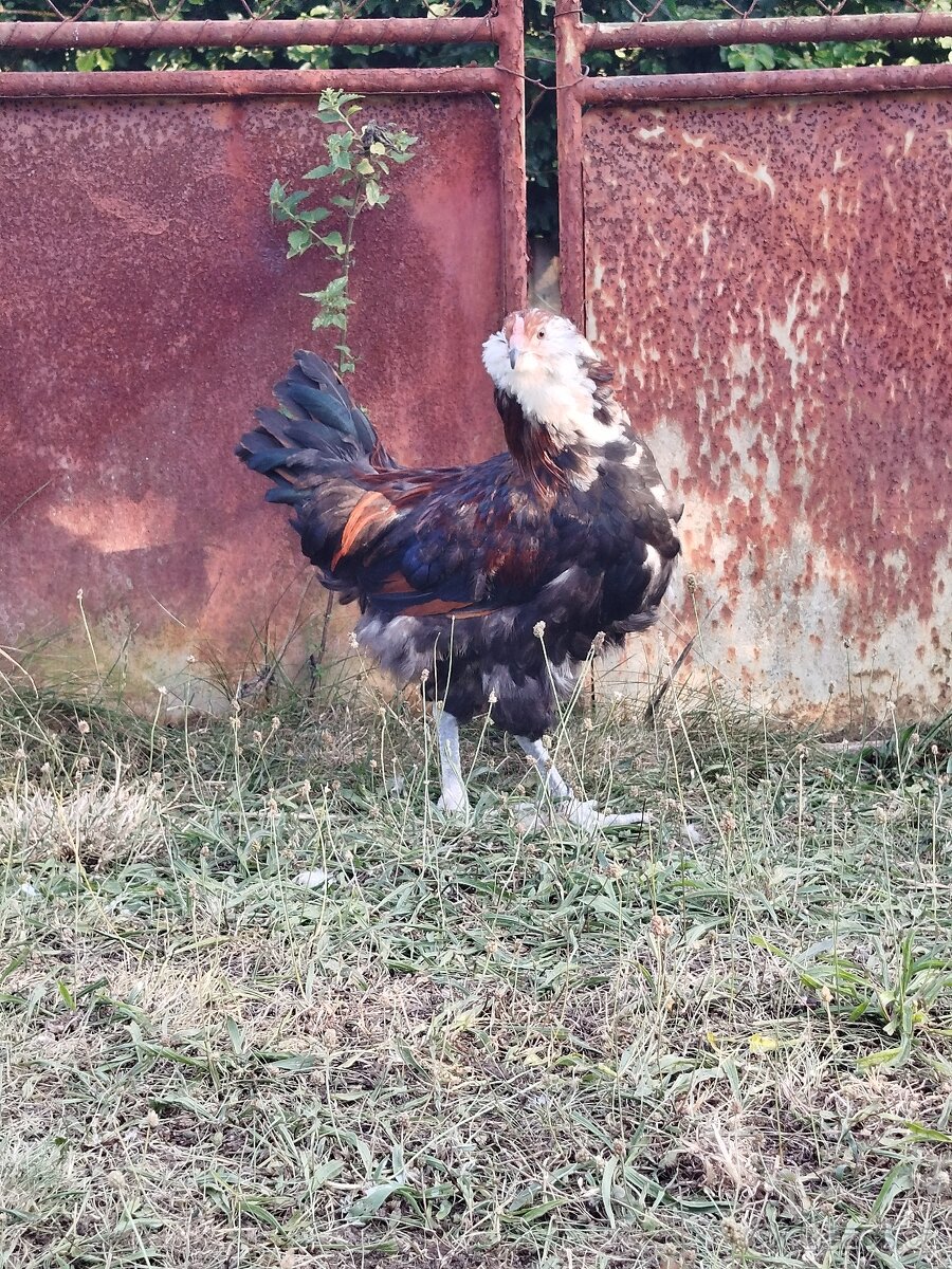 Ameraucana - 2